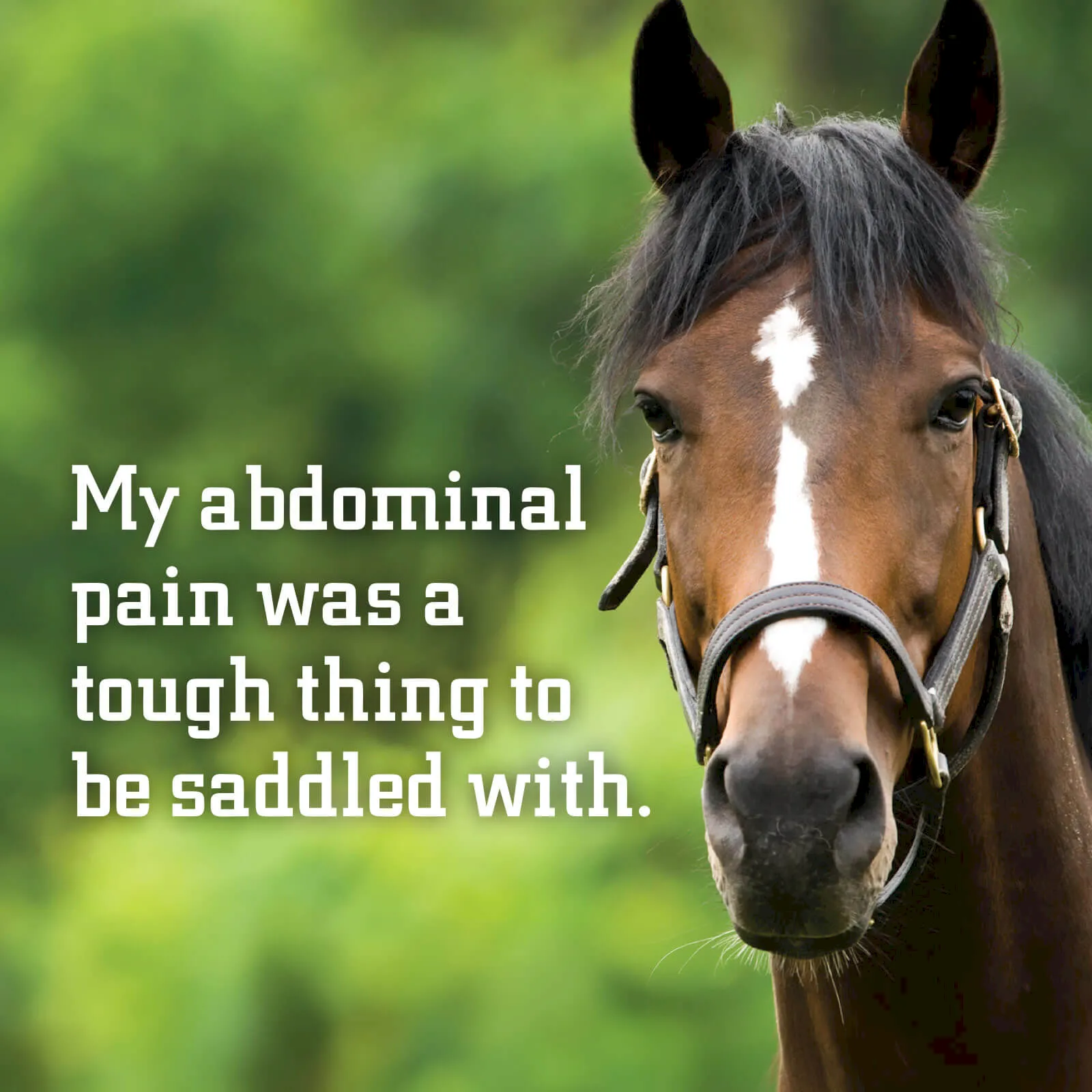 fechtor-tile-osuvetmed-horse